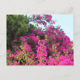 Helles Pink Bougainvillea Foto Postkarte