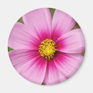 helles rosa Gänseblümchen Magnet