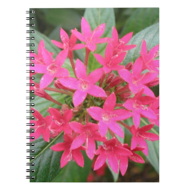 Helles, rosa, tropische Blume Notebook Notizblock (Vorderseite)