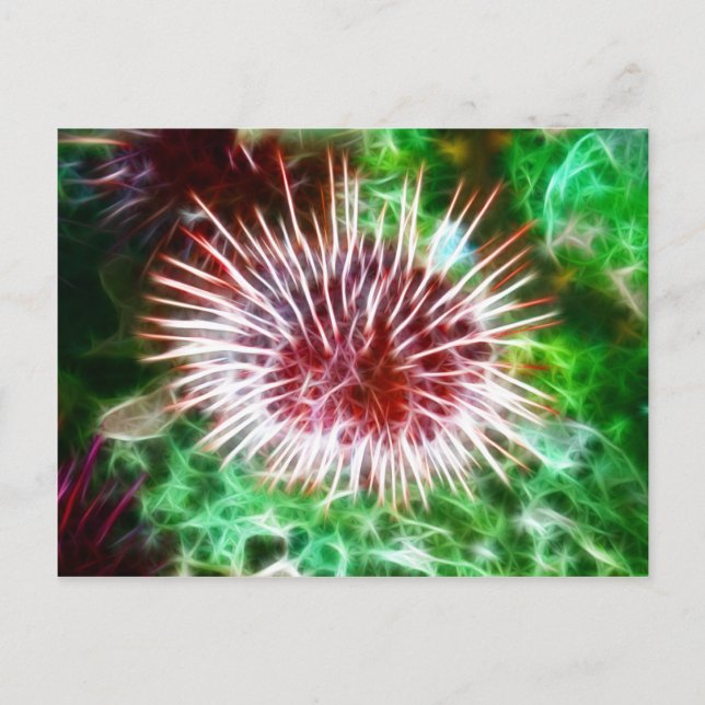 Helles Rotes Meer Urchin Postkarte (Vorderseite)