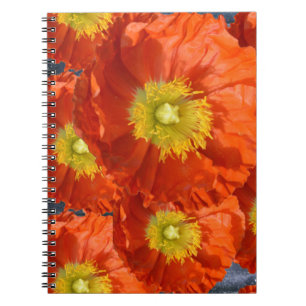 Hellfarbige Orange Mandarine Mohnblume Blume Notizblock