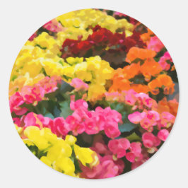 Hellgelb und rosa Blume Rieger Begonia Runder Aufkleber