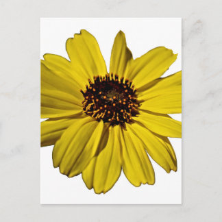 Hellgelbe Blume, Daisy Postkarte