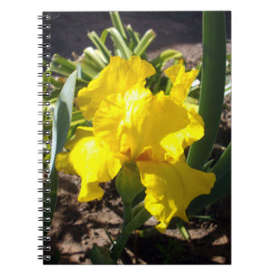 Hellgelbe Iris-Blume, Notebook Notizblock