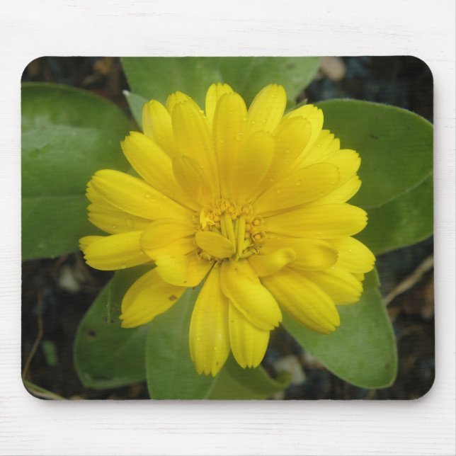 Hellgelbe Marigold Mousepad (Vorne)
