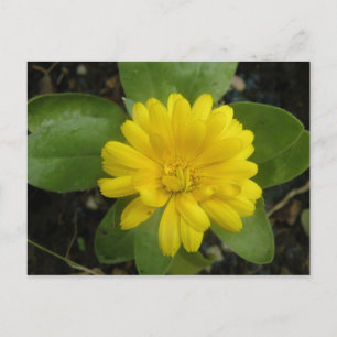 Hellgelbe Marigold Postkarte