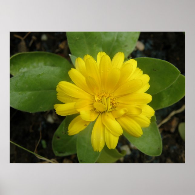 Hellgelbe Marigold Print Poster (Vorne)
