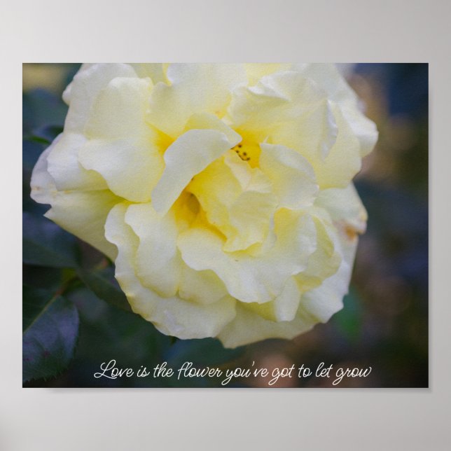 Hellgelbe Rose Poster (Vorne)