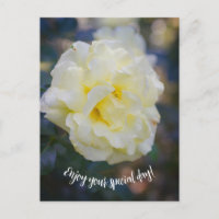 Hellgelbe Rose
