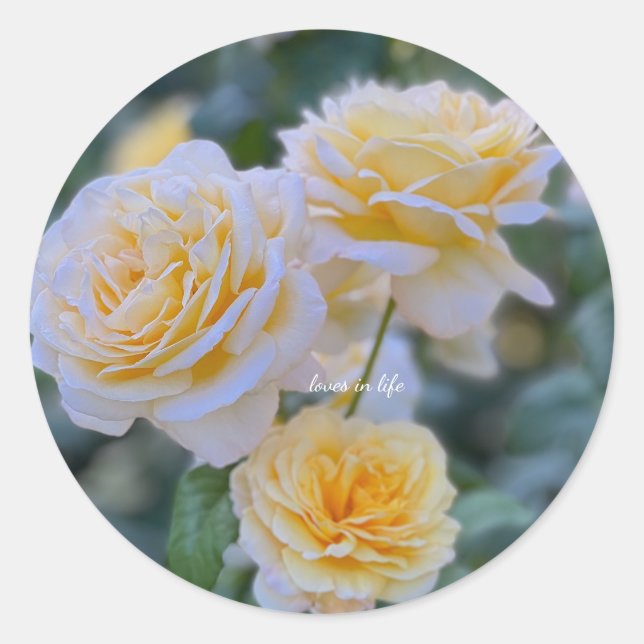Hellgelbe Rosen Runder Aufkleber (Vorderseite)