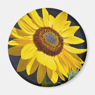 Hellgelbe Sonnenblume Magnet