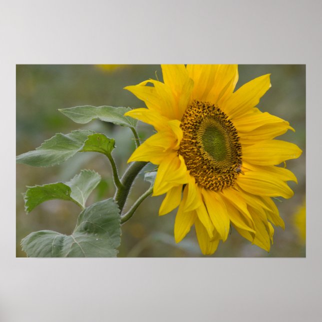 Hellgelbe Sonnenblume nah-up Foto CC0034 Poster (Vorne)
