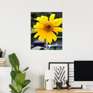 Hellgelbe Sonnenblume Poster