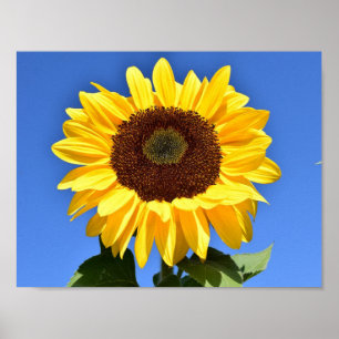 Hellgelbe Sonnenblume Poster