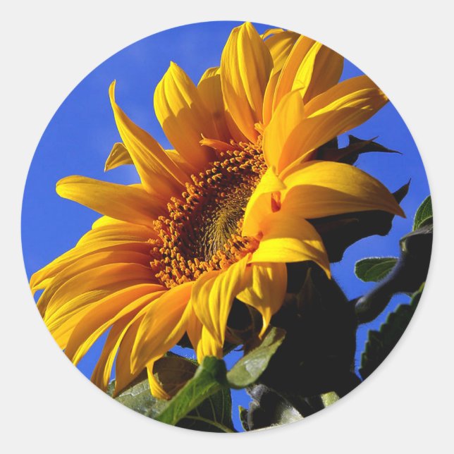 Hellgelbe Sonnenblume Runder Aufkleber (Vorderseite)