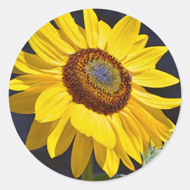 Hellgelbe Sonnenblume Runder Aufkleber (Vorderseite)