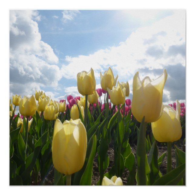 Hellgelbe und rosa Tulpen mit Blue Sky Poster (Vorderseite)