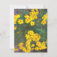 Hellgelbe Wildblumen im Naturpark