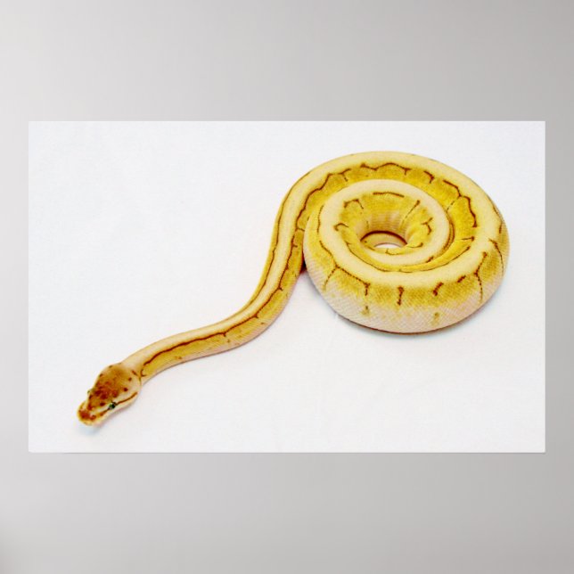 Hellgelber Ball Python Poster (Vorne)