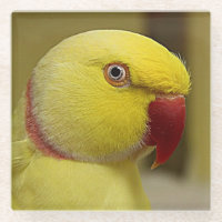 Hellgelber Lutino Indischer Ringackparrot