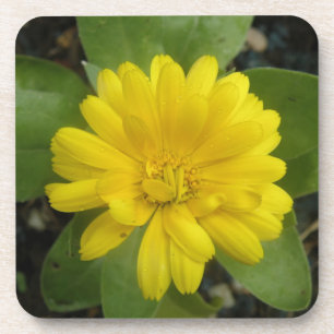 Hellgelber Marigold Cork Untersetzer