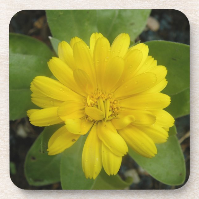 Hellgelber Marigold Cork Untersetzer (Vorderseite)