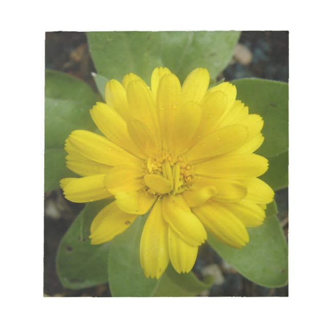 Hellgelbes Marigold Notepad Notizblock (Vorderseite)