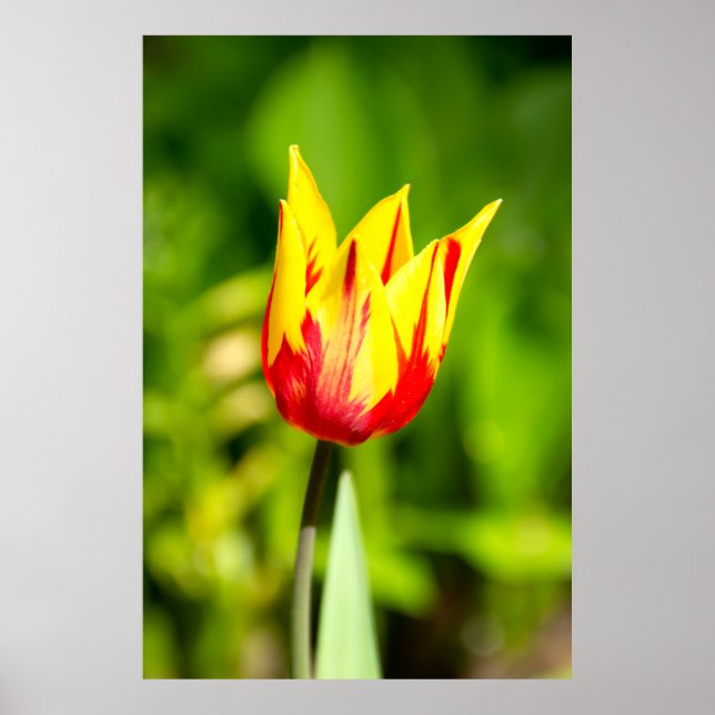 Hellgelbes Tulpengelb-Foto Poster (Vorne)