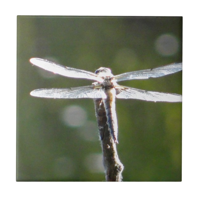 Hellgraue Libelle Fliese (Vorderseite)