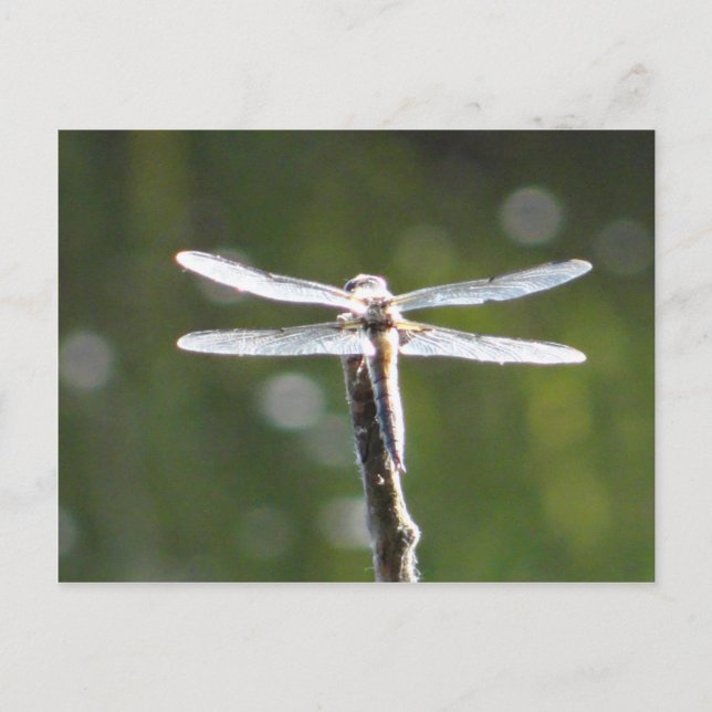 Hellgraue Libelle Postkarte (Vorderseite)