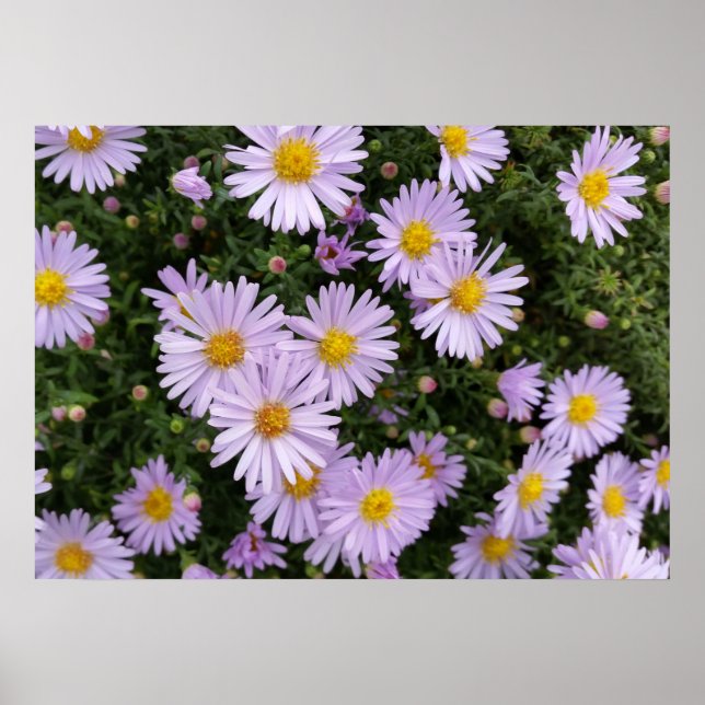 Helllila Poster (Vorne)