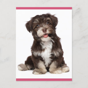 Hello Brown and White Havanese Puppy Dockcard Postkarte