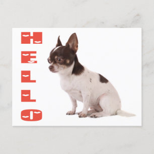 Hello Chihuahua Puppy Dog Post Card Postkarte