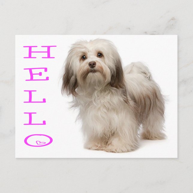 Hello Havanese Puppy Dockcard Postkarte (Vorderseite)