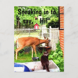 HELLO MIT BACKYARD TIEREN Postkarte