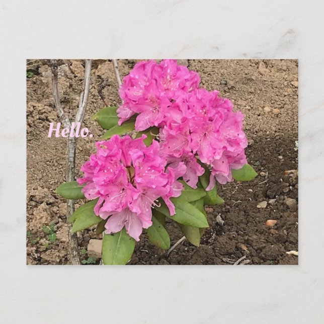 Hello Pink Rhododendron Blume Postkarten (Vorderseite)