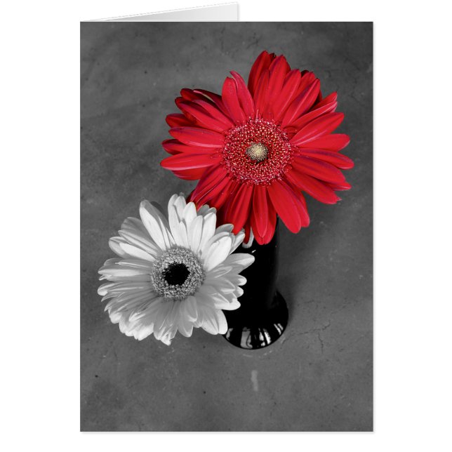 Hello Red Color Splash Gerber Daisy Foto (Vorne)