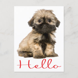Hello Shih Tzu Puppy Dog Postcard Postkarte