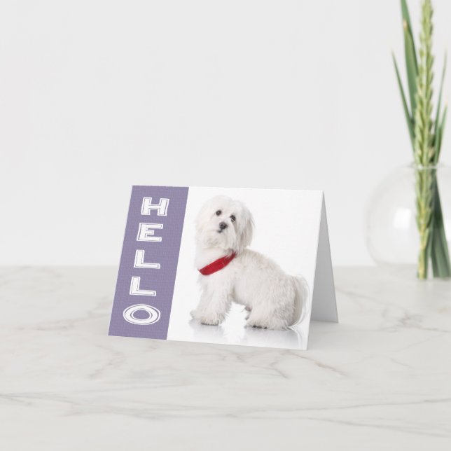 Hello White Maltese Puppy Dog Blank Note Card Karte (Vorderseite)
