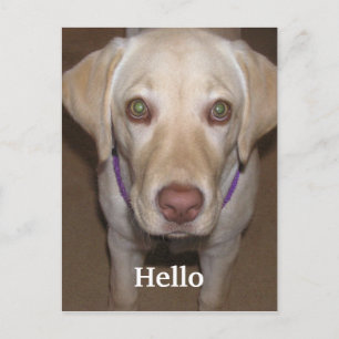 Hello Yellow Labrador Postcard Postkarte