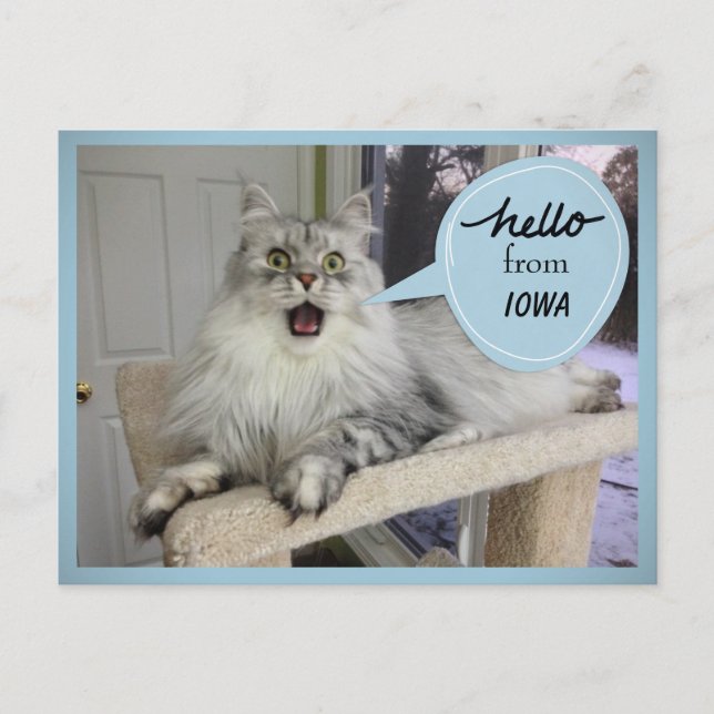 "Helloooo" de votre carte postale de chat d'état (Devant)
