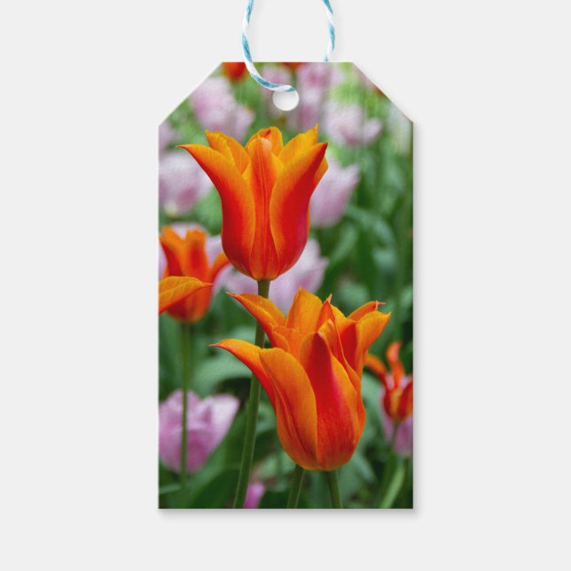 Hellorange Tulpen im Park Geschenkanhänger (Vorderseite)