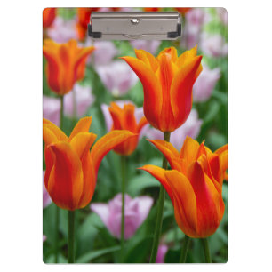 Hellorange Tulpen im Park Klemmbrett