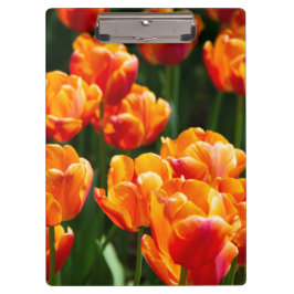 Hellorange Tulpen im Park Klemmbrett