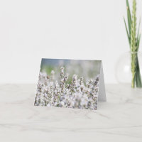 Hellpurpurner Lavendel