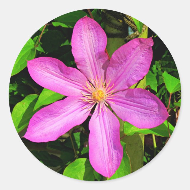 Hellrosa Blume Blühen und grüner Hintergrund Runder Aufkleber (Vorderseite)