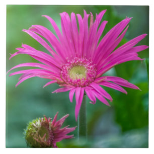 Hellrosa Blume Keramik Fliese