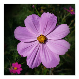 hellrosa Blume Poster