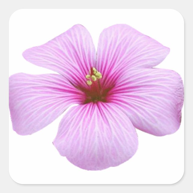 Hellrosa Blume Quadratischer Aufkleber (Vorderseite)