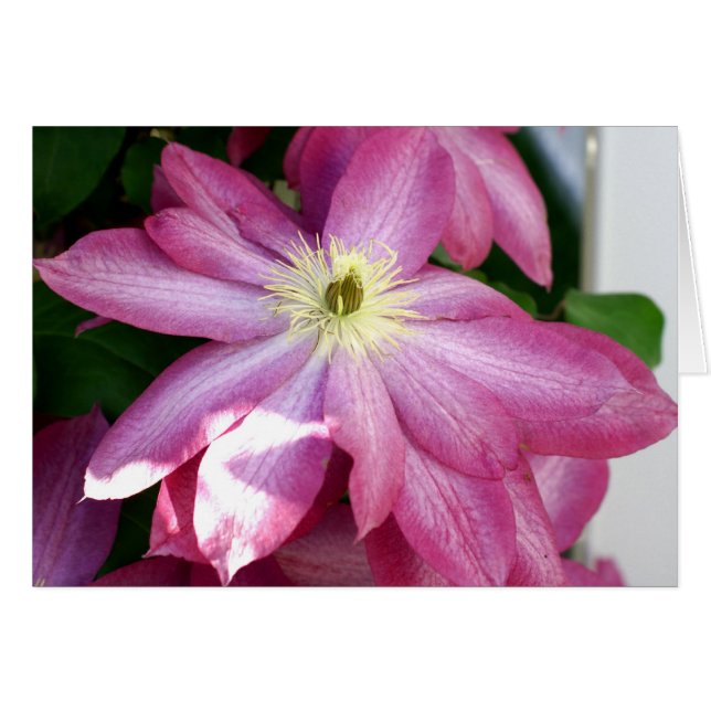 Hellrosa Clematis (Vorderseite (Horizontal))